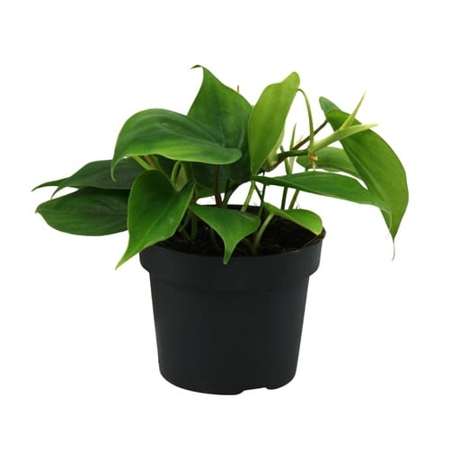 "Philodendron Scandens - Ø12cm - ↕20cm image"