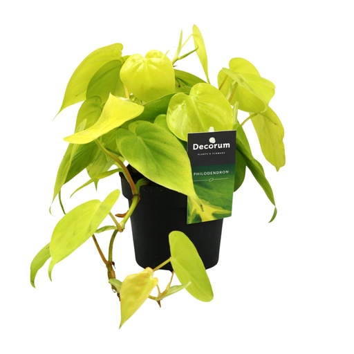 "Philodendron Lime - Ø12cm - ↕20cm image"