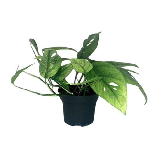 "Epipremnum Cebu Blue - Ø12cm - ↕20cm image"