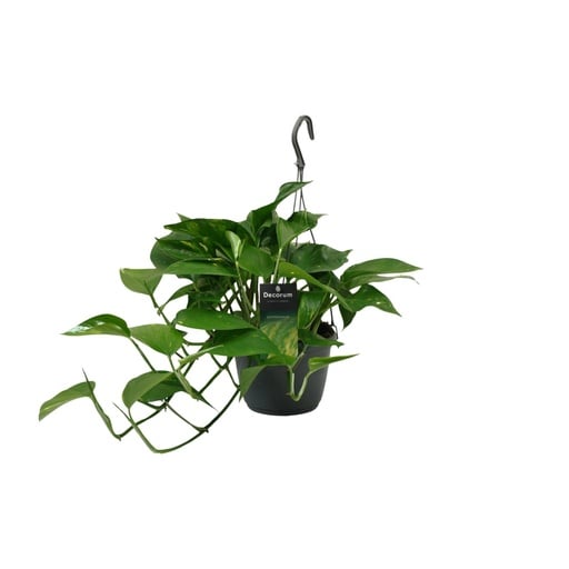 "Scindapsus (Epipremnum) - Ø15cm - ↕45cm image"