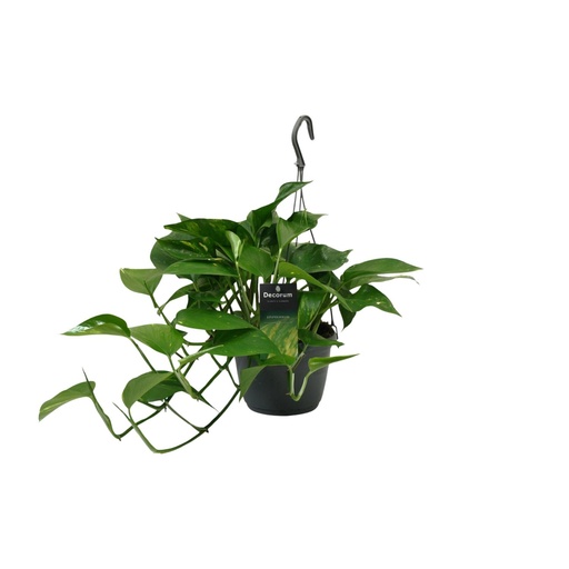 "Efeutute (Epipremnum aureum) – pflegeleichte Zimmerpflanze, Topf-Ø 15 cm, Höhe ca. 45 cm image"