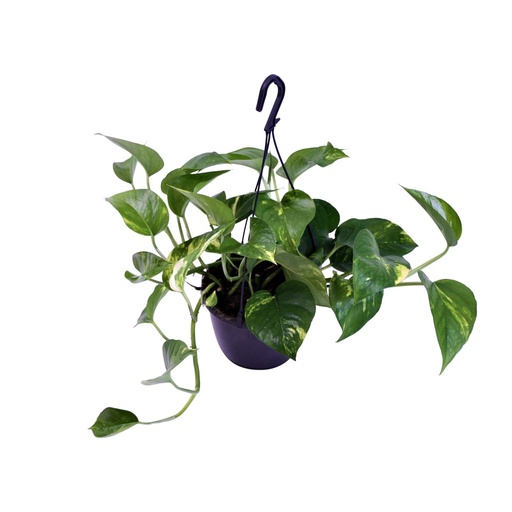 "Gefleckte Efeutute (Scindapsus pictus) – pflegeleichte Zimmerpflanze, Topf-Ø 15 cm, Höhe ca. 30 cm image"