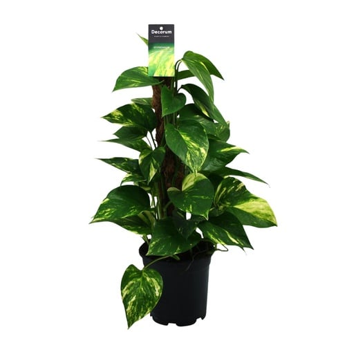 "Scindapsus (Epipremnum) - Ø15cm - ↕50cm image"