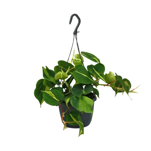"Philodendron Scandens Brasil - Ø15cm - ↕35cm image"