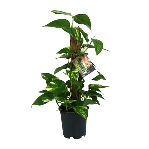 "Efeutute (Epipremnum aureum) – pflegeleichte Zimmerpflanze, Topf-Ø 15 cm, Höhe ca. 50 cm image"