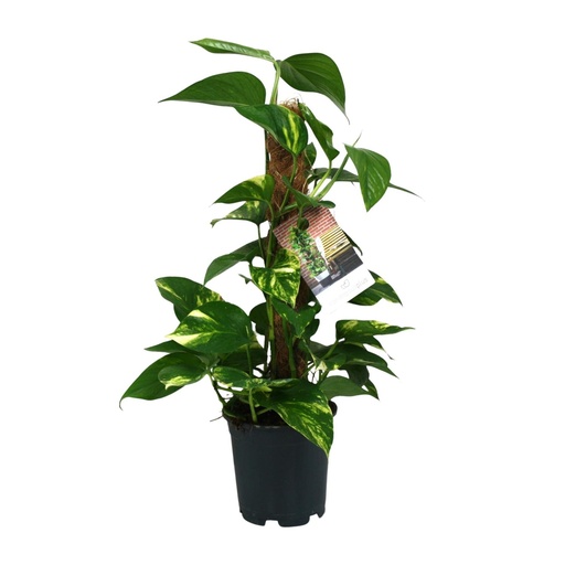 "Efeutute (Epipremnum aureum) – pflegeleichte Zimmerpflanze, Topf-Ø 15 cm, Höhe ca. 50 cm image"
