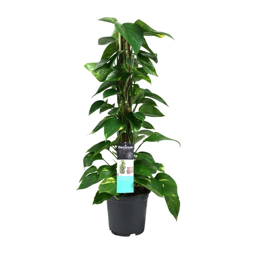 "Efeutute (Epipremnum aureum) – pflegeleichte Zimmerpflanze, Topf-Ø 19 cm, Höhe ca. 80 cm image"