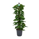 Scindapsus (Epipremnum) - Ø24cm - ↕120cm