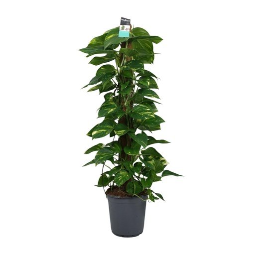 "Scindapsus (Epipremnum) - Ø24cm - ↕120cm image"
