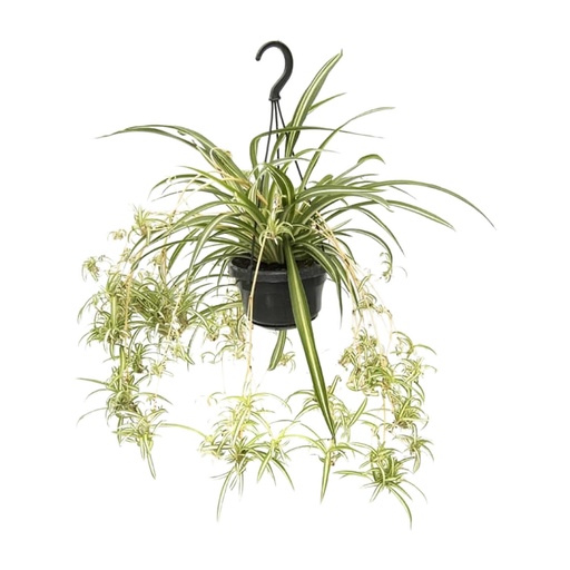 "Grünlilie (Chlorophytum comosum) – pflegeleichte Zimmerpflanze, Topf-Ø 14 cm, Höhe ca. 55 cm image"