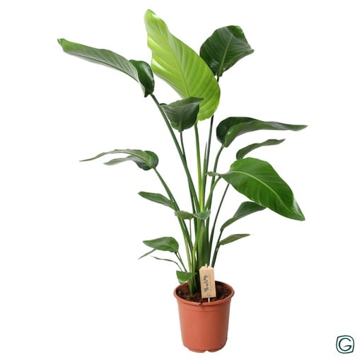 "Strelitzia Nicolai - Ø21 ↕100 image"