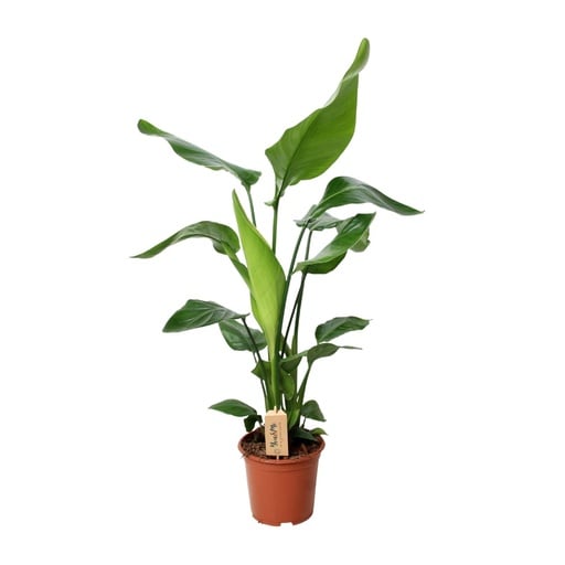 "PROMO - Strelitzia Nicolai - Ø19cm - ↕90cm image"