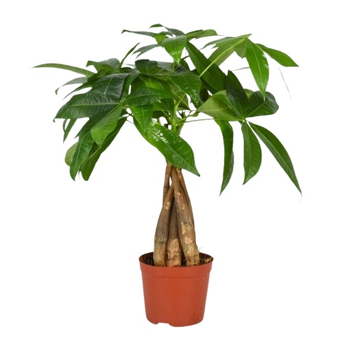 "Pachira Aquatica - Ø12cm - ↕35cm image"