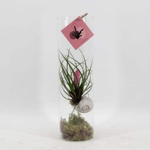 "Tillandsia Cyanea - Ø11 ↕38 image"