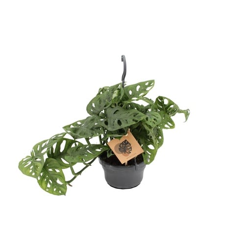 "Monstera Monkey - Ø14cm - ↕30cm image"