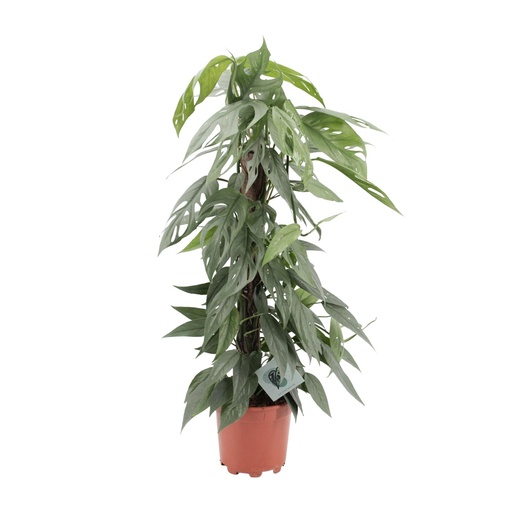 "Epipremnum Pinnatum Cebu Blue - Ø17cm - ↕65cm image"