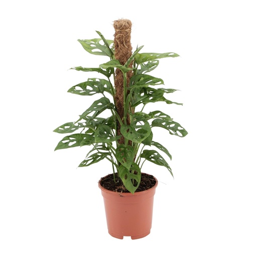 "Fensterblatt (Monstera deliciosa) – pflegeleichte Zimmerpflanze, Topf-Ø 17 cm, Höhe ca. 60 cm image"