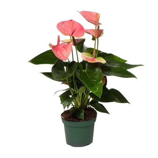 "Flamingoblume (Anthurium andraeanum) – pflegeleichte Zimmerpflanze, Topf-Ø 12 cm, Höhe ca. 35 cm image"