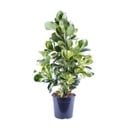 Clusia Rosea White Star - Ø24cm - ↕95cm