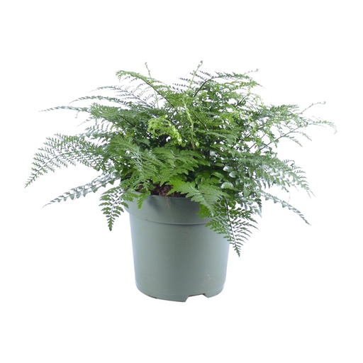 "Nestfarn 'Parvati' (Asplenium parvisorum) – pflegeleichte Zimmerpflanze, Topf-Ø 27 cm, Höhe ca. 50 cm image"