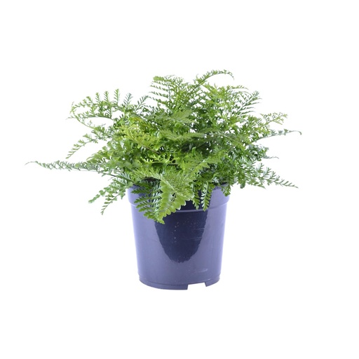 "Zwerg-Nestfarn 'Parvati' (Asplenium parvisorum) – pflegeleichte Zimmerpflanze, Topf-Ø 21 cm, Höhe ca. 40 cm image"