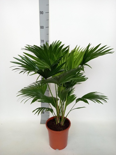 "Schirmpalme (Livistona rotundifolia) – pflegeleichte Zimmerpflanze image"