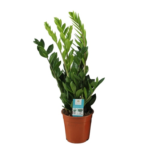 "Zamioculcas Zamiifolia - Ø17cm - ↕65cm image"