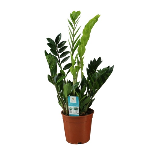 "Glücksfeder (Zamioculcas zamiifolia) – pflegeleichte Zimmerpflanze, Topf-Ø 17 cm, Höhe ca. 65 cm image"