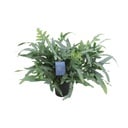 Phlebodium Aureum Blue Star - Ø17cm - ↕50cm