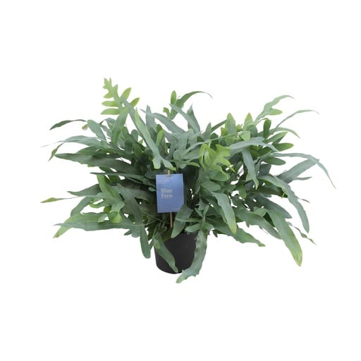 "Phlebodium Aureum Blue Star - Ø17cm - ↕50cm image"