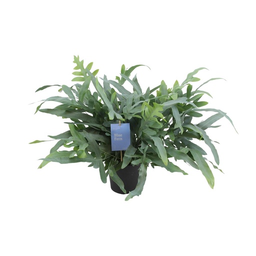 "Goldtüpfelfarn (Phlebodium aureum) – pflegeleichte Zimmerpflanze, Topf-Ø 17 cm, Höhe ca. 50 cm image"