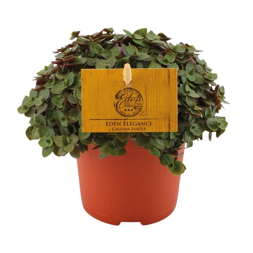 "Kriechendes Schönpolster (Callisia repens) – pflegeleichte Zimmerpflanze image"