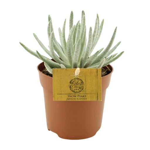 "Senecio Scaposus - Ø10,5 ↕15 image"