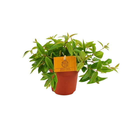 "Peperomia Ang. Rocca Vivace - Ø11cm - ↕15cm image"