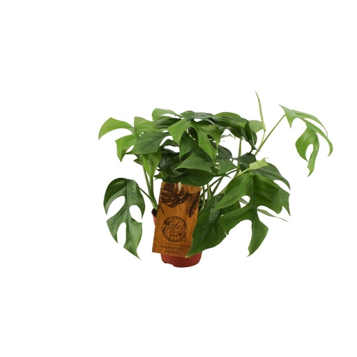 "Monstera Minima - Ø12cm - ↕30cm image"