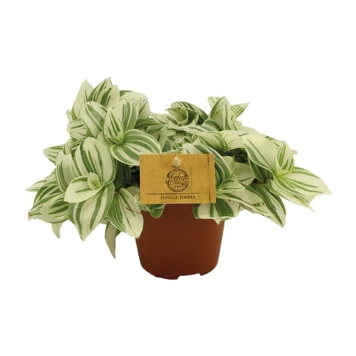 "Zebrakraut 'Zebrina' (Tradescantia zebrina) – pflegeleichte Zimmerpflanze image"