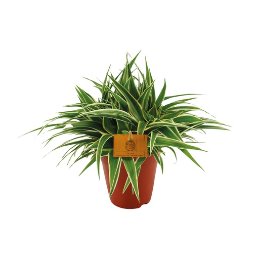"Chlorophytum Ocean - Ø15cm - ↕25cm image"