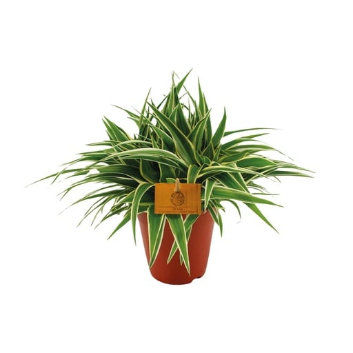 "Grünlilie (Chlorophytum comosum) – pflegeleichte Zimmerpflanze, Topf-Ø 15 cm, Höhe ca. 25 cm image"