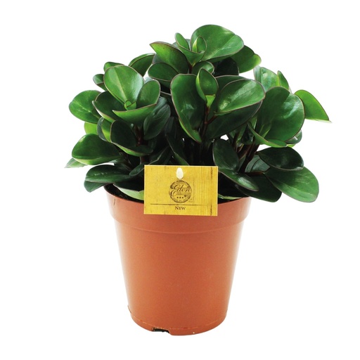 "Peperomia Burning Bush - Ø15cm - ↕25cm image"