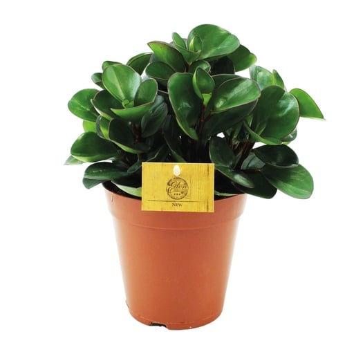 "Peperomia Burning Bush - Ø15cm - ↕25cm image"