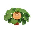 Pilea Peperomioides - Ø15cm - ↕30cm