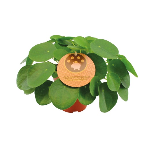 "Pilea Peperomioides - Ø15cm - ↕30cm image"