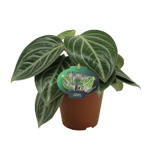 "Peperomia Sarcophylla - Ø15cm - ↕25cm image"