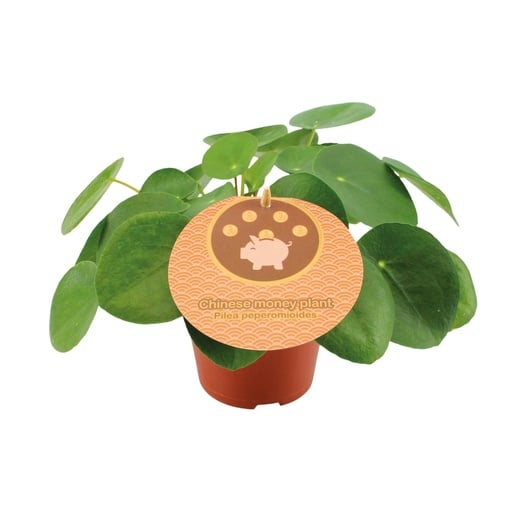 "Ufopflanze (Pilea peperomioides) – pflegeleichte Zimmerpflanze, Topf-Ø 12 cm, Höhe ca. 20 cm image"