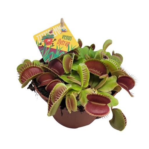 "Dionaea Muscipula - Ø12cm - ↕12cm image"