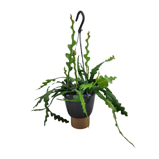 "Sägeblattkaktus (Epiphyllum anguliger) – pflegeleichte Zimmerpflanze, Topf-Ø 14 cm, Höhe ca. 35 cm image"