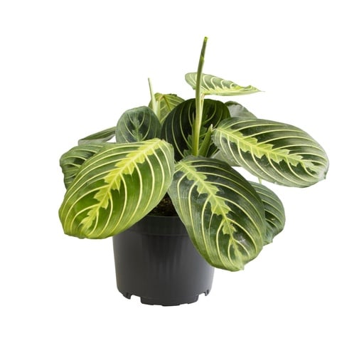 "Maranta Lemon Lime - Ø12 ↕30 image"