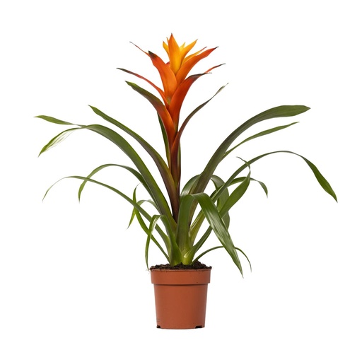 "Guzmania Variada - Ø12 ↕50 image"