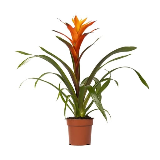 "Guzmanie (Guzmania hybrid) – pflegeleichte Zimmerpflanze image"