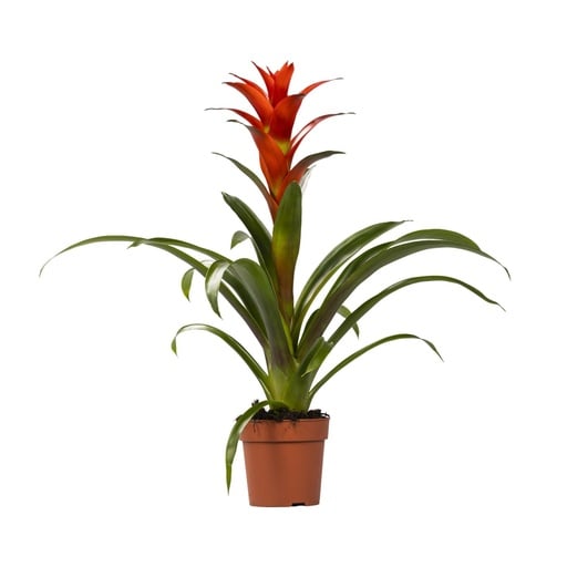 "Guzmanie (Guzmania osyana) – pflegeleichte Zimmerpflanze, Topf-Ø 12 cm, Höhe ca. 45 cm image"